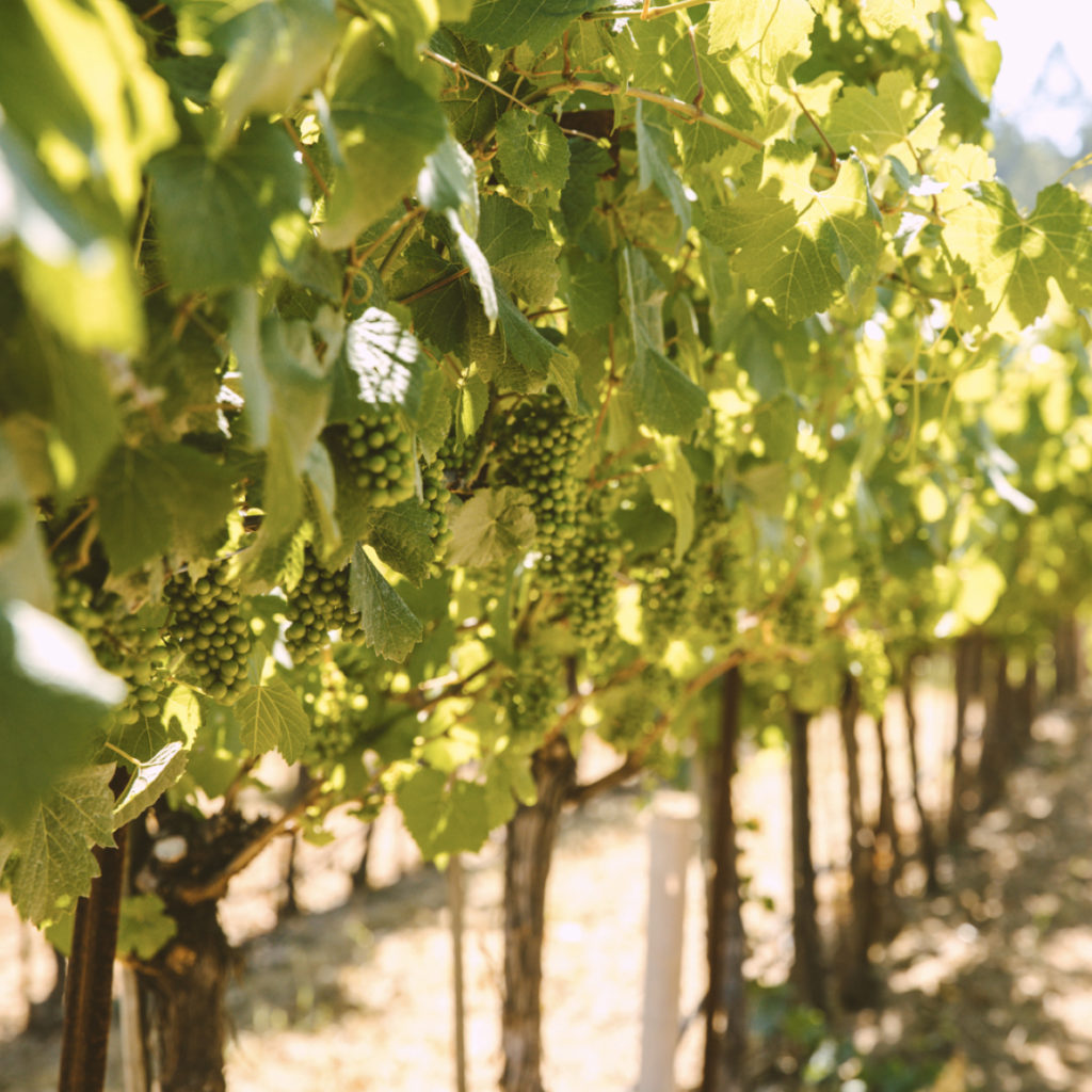 Grape canopy